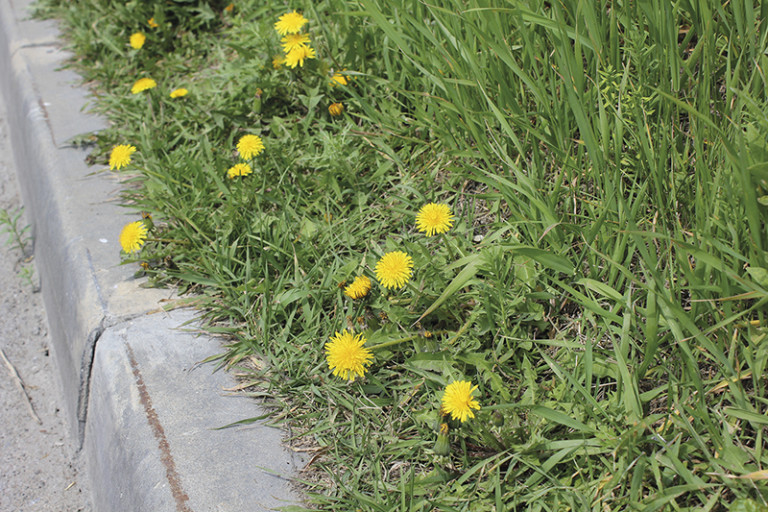 A to Bee Roads – reducing mowing and helping the city’s ecology